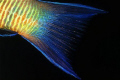   Fishs detail Thalassoma pavo female  